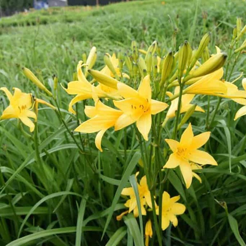 Hemerocallis lilioasphodelus ---